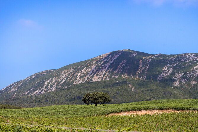 Arrabida and Sesimbra Small-Group Day Trip from Lisbon with Wine Tasting - Setúbal market (Tuesday–Saturday) or Palmela Castle (Mondays)