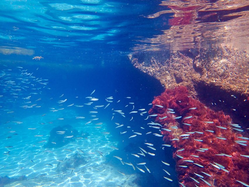 From Lisbon: Arrábida Natural Park Kayak Tour with Lunch - Where You Meet and How the Day Flows