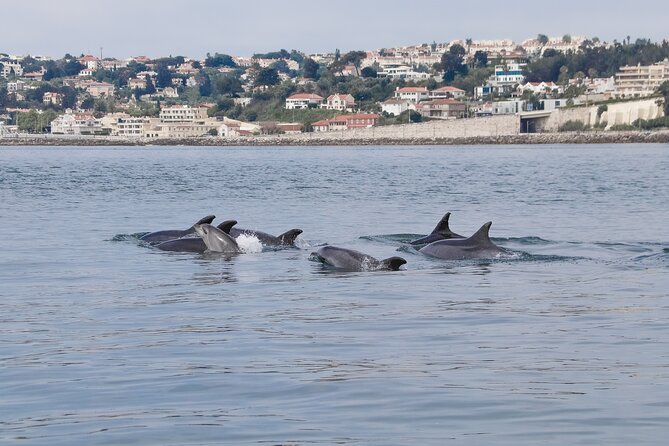 Lisbon: Dolphin Watching with a Marine Biologist - Ocean Safari - Lisbon Dolphin Watching Starts at Doca de Santo Amaro, Not a Crowded Pier
