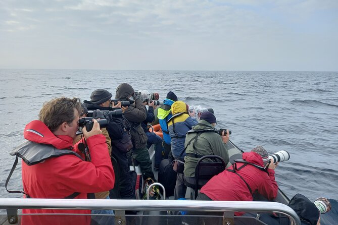 Lisbon: Dolphin Watching with a Marine Biologist - Ocean Safari - Stop 2: Farol do Bugio and the Atlantic Search Zone