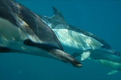 Lisbon: Dolphin Watching with a Marine Biologist - Ocean Safari - The Marine Biologist Part: It Turns a Dolphin Trip Into a Lesson