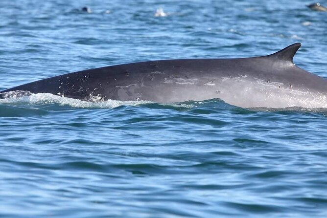 Lisbon: Dolphin Watching with a Marine Biologist - Ocean Safari - Stop 3: Lisbon Sights From the Water (Including Belem Tower)