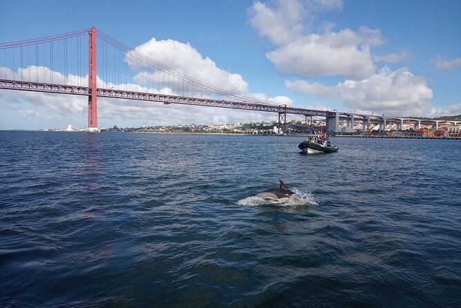 Lisbon: Dolphin Watching with a Marine Biologist - Ocean Safari - Group Size and Seating: You Actually See What You Came For