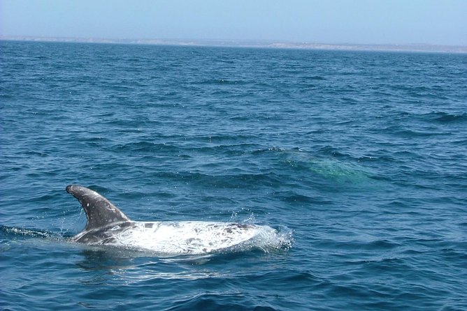 Lisbon: Dolphin Watching with a Marine Biologist - Ocean Safari - Is It Worth $62.88? A Value Check