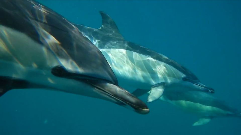 Lisbon: Dolphin Watching with Marine Biologist - Key Things to Know Before You Go