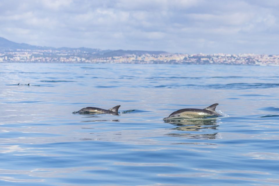Lisbon: Dolphin Watching with Marine Biologist - Who This Tour Fits Best (and Who Should Skip It)