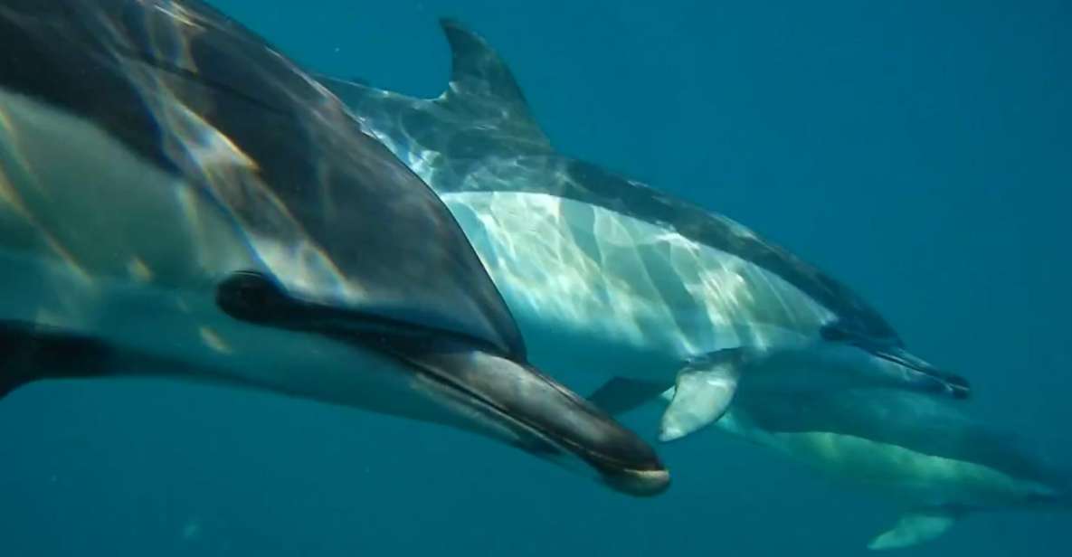 Lisbon: Dolphin Watching with Marine Biologist - Meeting at Doca de Santo Amaro: Gate 3 Under the Red Bridge