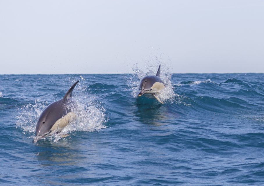 Lisbon: Dolphin Watching with Marine Biologist - Where You Look: The Tagus-to-Atlantic Zone and the Cetacean Scan