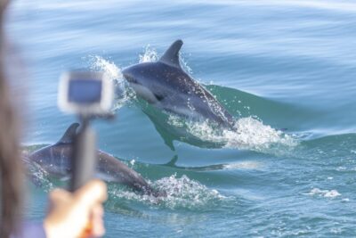 Lisbon: Dolphin Watching with Marine Biologist - Speedboat Comfort and Safety: How the Crew Runs the Dolphin Search