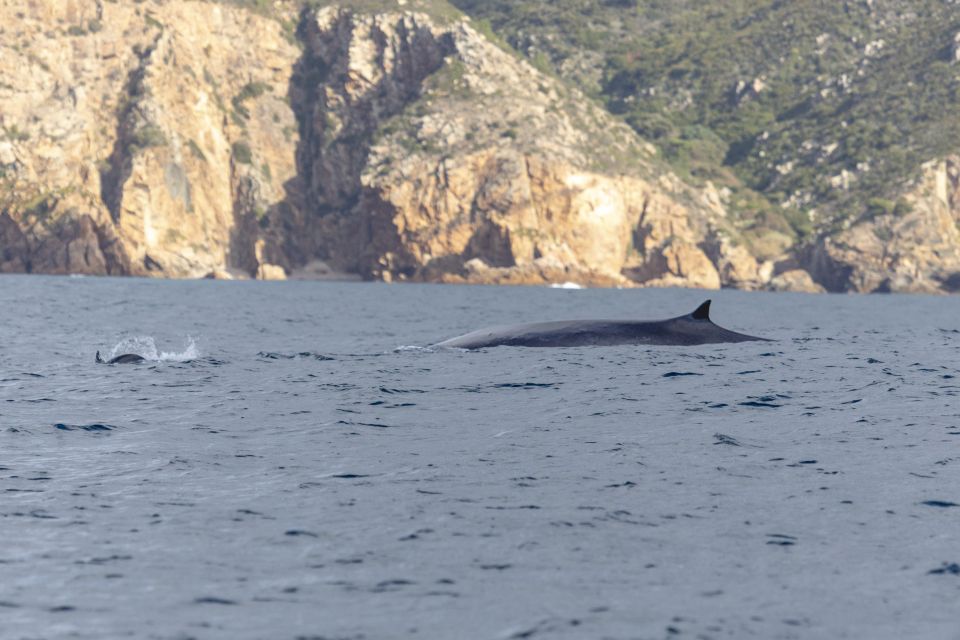 Lisbon: Dolphin Watching with Marine Biologist - Wildlife Moments Beyond Dolphins (and What Counts as a Win)