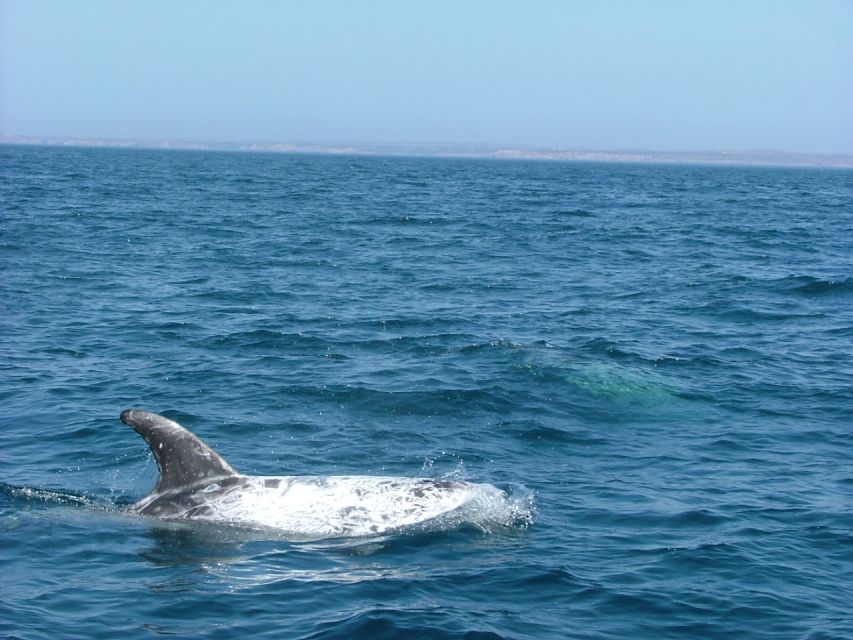 Lisbon: Dolphin Watching with Marine Biologist - Bugio Lighthouse and Coastal Lisbon: Sightseeing While You Watch Wildlife