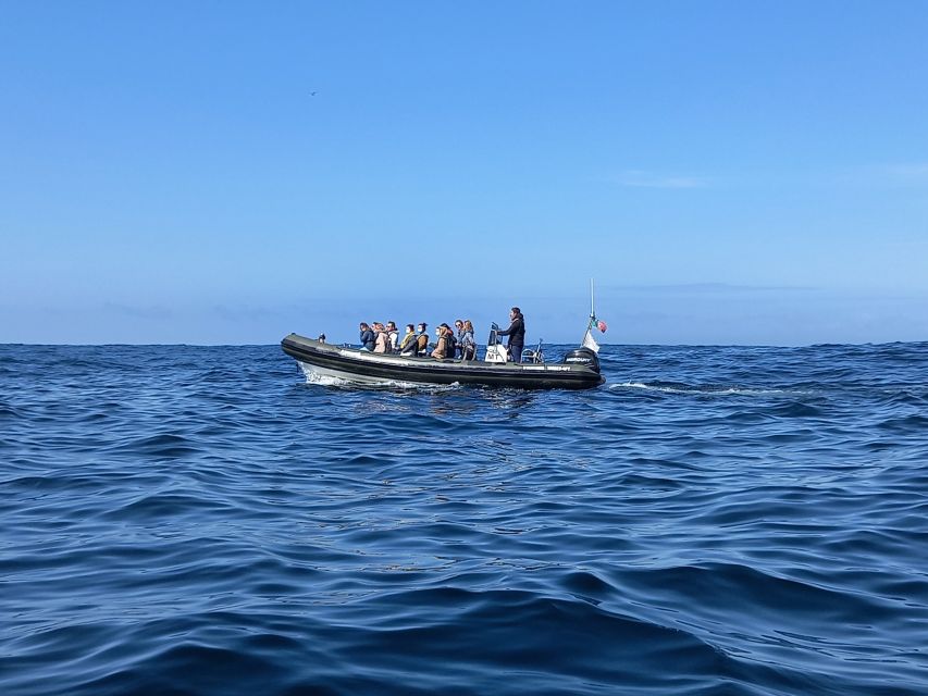 Lisbon: Dolphin Watching with Marine Biologist - Seasickness, Breakfast, and the Small-Boat Reality