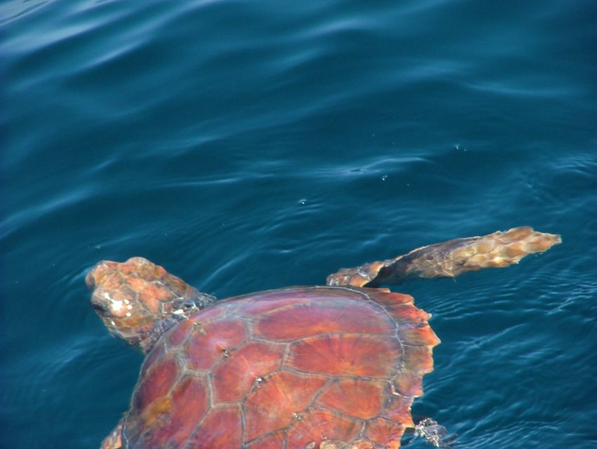 Lisbon: Dolphin Watching with Marine Biologist - Price and Value for a 3-Hour Marine Safari