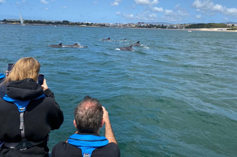 Lisbon: Dolphin Watching with Marine Biologist - Small Group - How to Plan Your Day in Lisbon Around This Tour
