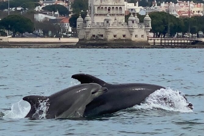 Lisbon: Dolphin Watching with Marine Biologist - Small Group - The Boat Ride Reality: Speed, wind, and a few seasickness rules