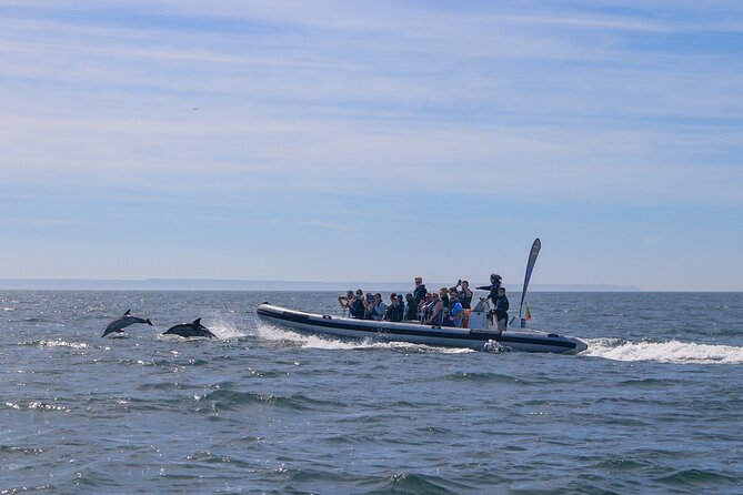 Lisbon: Dolphin Watching with Marine Biologist - Small Group - Where You Go: Tagus River to open sea, with landmark passes