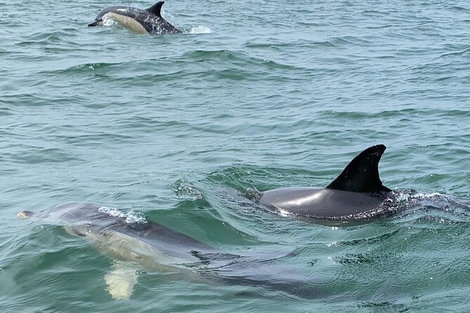 Lisbon: Dolphin Watching with Marine Biologist - Small Group - What You’ll Actually See: Pods, close encounters, and wild variability