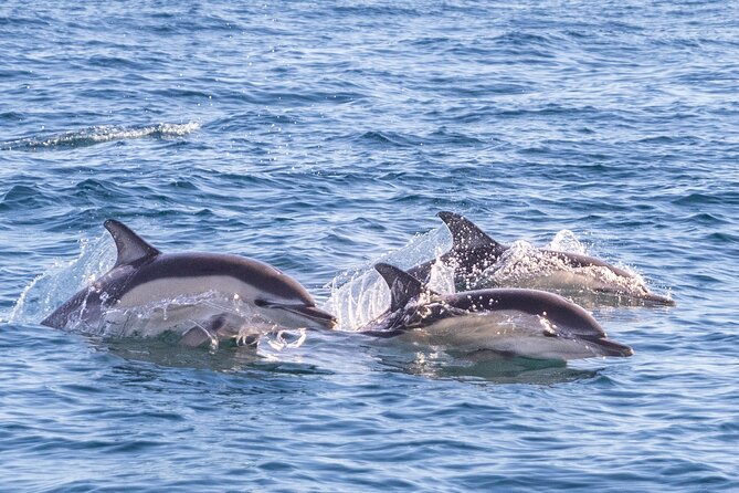 Lisbon: Dolphin Watching with Marine Biologist - Small Group - Sustainable Travel That Isn’t Just a Sticker