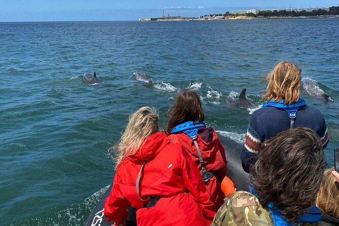 Lisbon: Dolphin Watching with Marine Biologist - Small Group - Price and Value at $61: What you get beyond the boat ticket