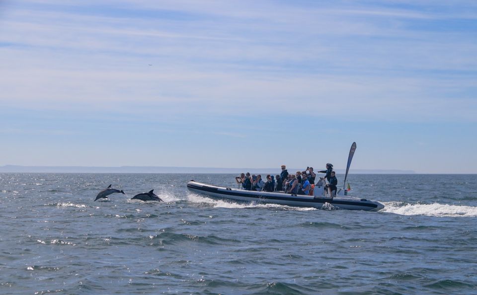 Lisbon: Dolphin Watching with Marine Biologist - Small Group - Who Should Book, and Who Should Skip