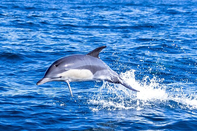 Lisbon: Dolphin Watching with Marine Biologist - Small Group - The Marine Biologist Onboard: How the science changes what you notice