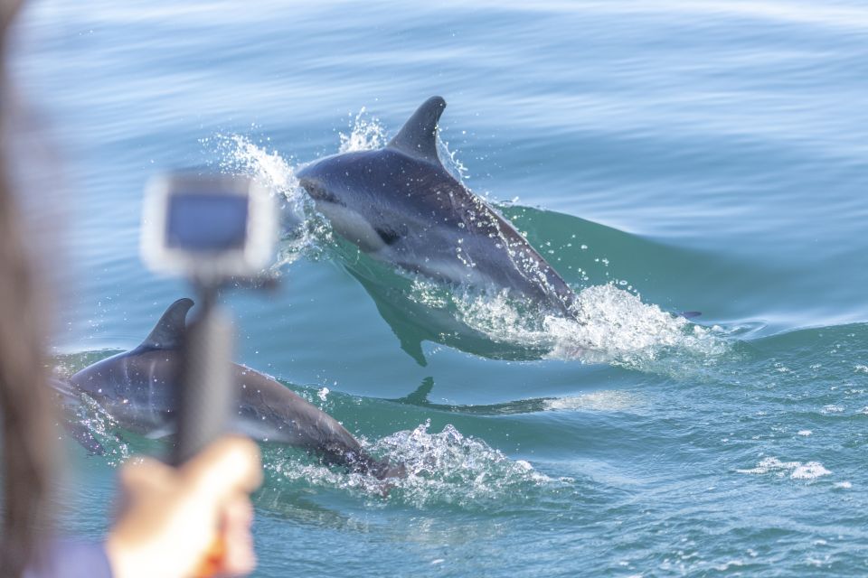 Lisbon: Dolphin Watching with Marine Biologist - Speedboat Comfort and Safety: How the Crew Runs the Dolphin Search