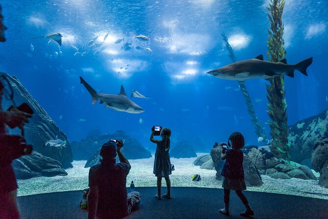 Lisbon Oceanario: Aquarium Entrance Ticket - Walking your route: what you actually do during 2–3 hours