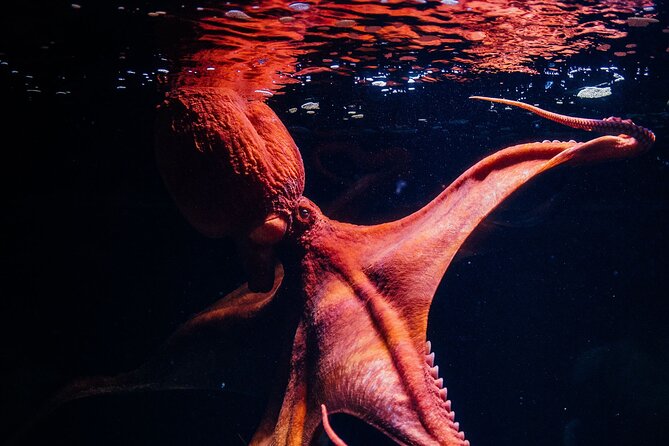 Lisbon Oceanario: Aquarium Entrance Ticket - More than fish: the included special exhibitions you shouldn’t skip