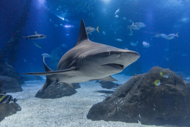 Lisbon Oceanario: Aquarium Entrance Ticket - Animals you may spot (and what’s currently missing)