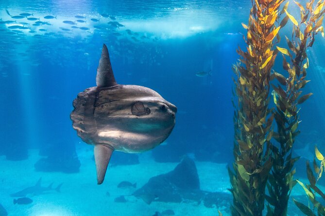Lisbon Oceanario: Aquarium Entrance Ticket - Comfort, food, and how to avoid a frustrating visit