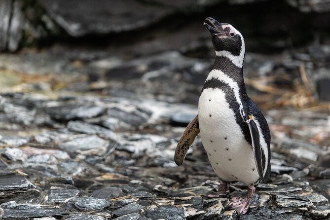 Lisbon Oceanario: Aquarium Entrance Ticket - Value check: is $30.17 worth it in Lisbon?