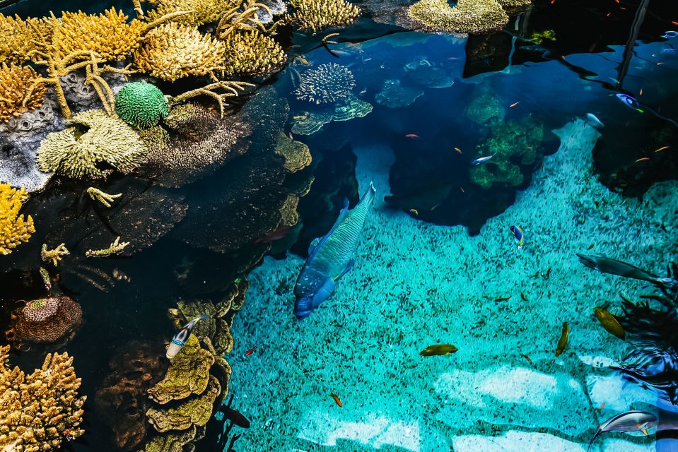 Lisbon: Oceanário de Lisboa Entrance Ticket - Key Highlights Worth Building Your Day Around