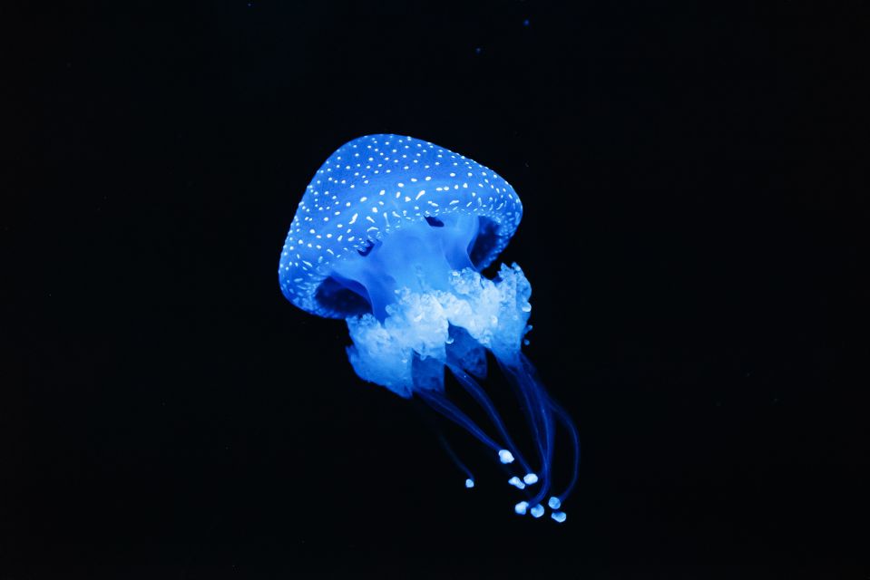 Lisbon: Oceanário de Lisboa Entrance Ticket - Guided Tours at Extra Cost: When the Names Matter