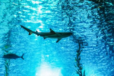Lisbon: Oceanário de Lisboa Entrance Ticket - What Your Entrance Ticket Includes (Permanent and Temporary Exhibits)