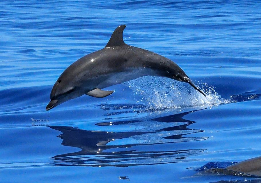 Lisbon: Tagus River Cruise to the Ocean & Dolphin Watching - Price and value: is $38 a fair deal?