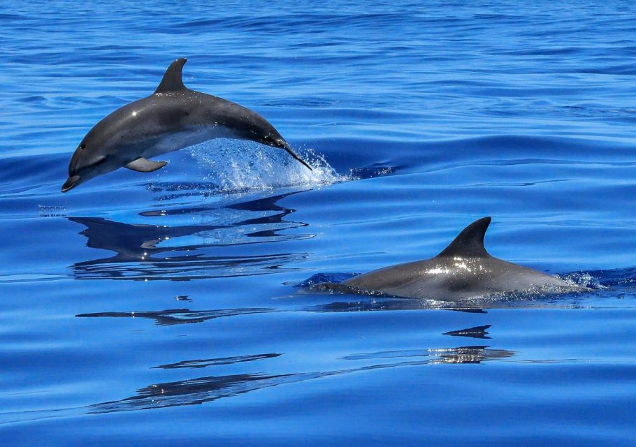Lisbon: Tagus River Cruise to the Ocean & Dolphin Watching - How the cruise runs from Estação Fluvial Sul e Sueste