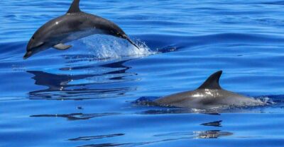 Lisbon: Tagus River Cruise to the Ocean & Dolphin Watching - Dolphins are the headline, but the route is the real strategy