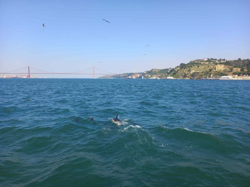Lisbon: Tagus River Cruise to the Ocean & Dolphin Watching - When you might ride a speedboat (and how that changes everything)