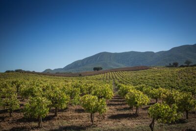Private Lisbon Arrabida Wine Tour: Food & Wines, Mountain and Sea - Mercado do Livramento: Why Setúbal Starts With Seafood Energy