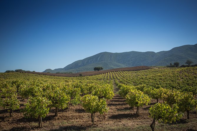 Private Lisbon Arrabida Wine Tour: Food & Wines, Mountain and Sea - Mercado do Livramento: Why Setúbal Starts With Seafood Energy